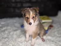 Kimberling AKC, a  Shetland Sheepdog for sale in Creighton, MO – 2 of 9