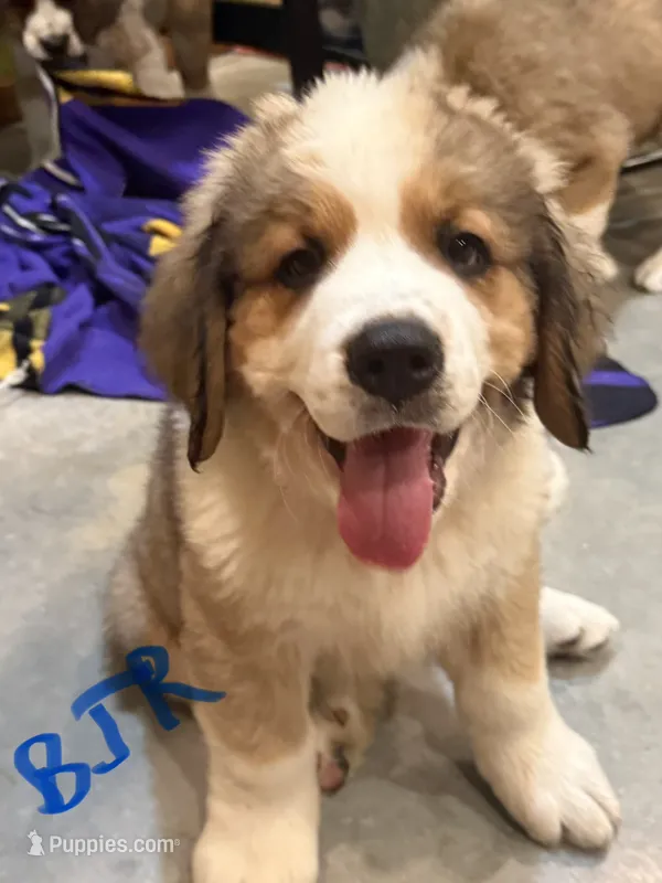 Blue Jean/red – Bernese Mountain Dog, Saint Bernard puppy for sale in Delmont, SD