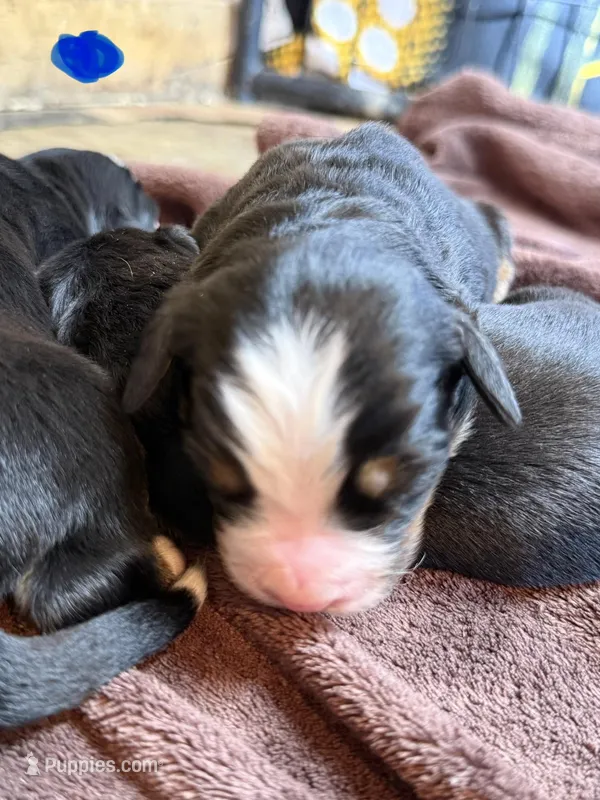 Blue 4 – Bernese Mountain Dog puppy for sale in Delmont, SD