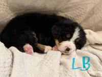 Light Blue, a male Bernese Mountain Dog for sale in Delmont, SD – Photo 1 of 3
