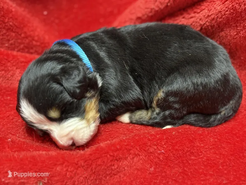 Light Blue – Bernese Mountain Dog puppy for sale in Delmont, SD