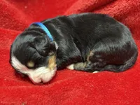 Light Blue, a male Bernese Mountain Dog for sale in Delmont, SD – Photo 1 of 2
