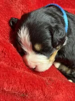 Light Blue, a male Bernese Mountain Dog for sale in Delmont, SD – Photo 2 of 2
