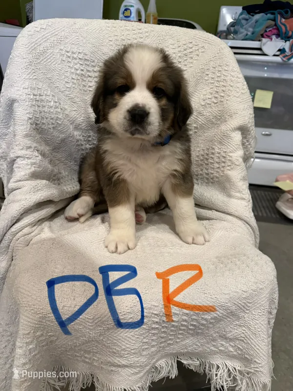 Dark Blue R – Bernese Mountain Dog, Saint Bernard puppy for sale in Delmont, SD