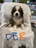 Dark Blue R, a male Bernese Mountain Dog and Saint Bernard for sale in Delmont, SD – 1 of 1