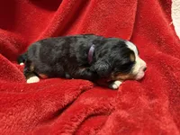 Purple, a female Bernese Mountain Dog for sale in Delmont, SD – Photo 2 of 2