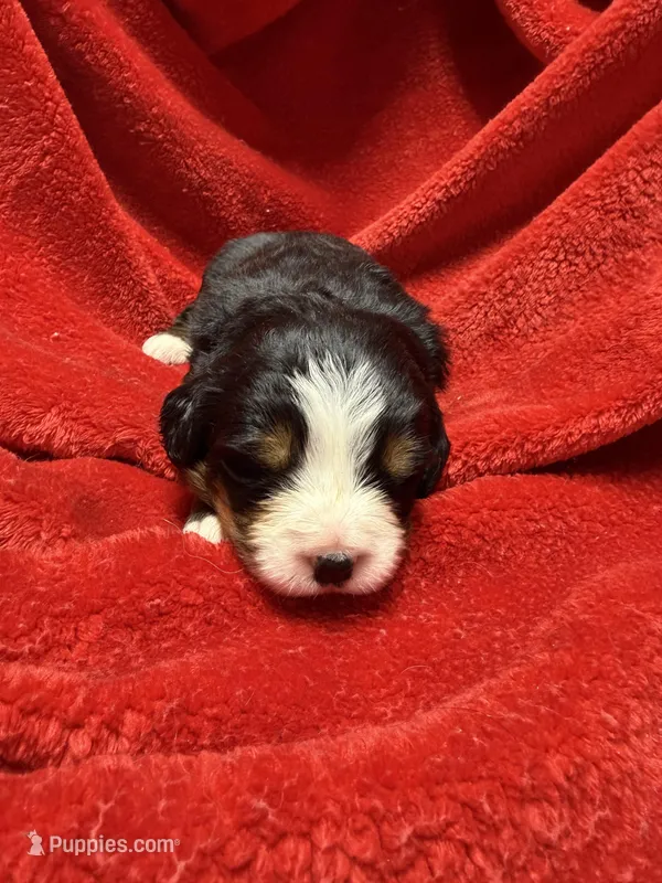 Purple – Bernese Mountain Dog puppy for sale in Delmont, SD