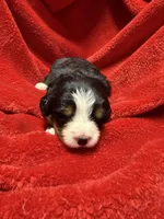 Purple, a female Bernese Mountain Dog for sale in Delmont, SD – Photo 1 of 2