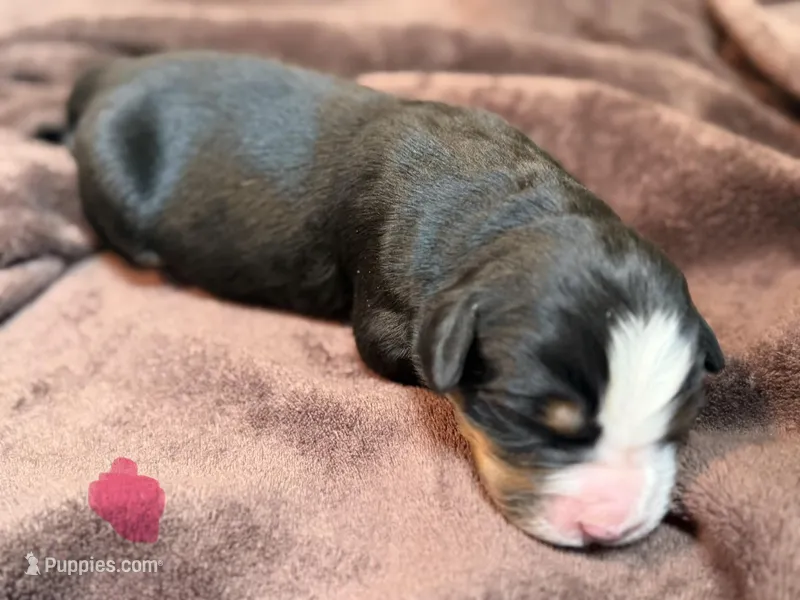 Pink 1 – Bernese Mountain Dog puppy for sale in Delmont, SD