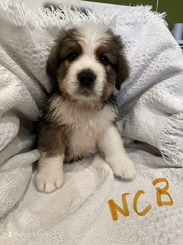 NCB – Bernese Mountain Dog, Saint Bernard puppy for sale in Delmont, SD