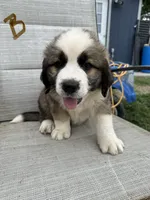 Brown, a male Bernese Mountain Dog and Saint Bernard for sale in Delmont, SD – 2 of 2