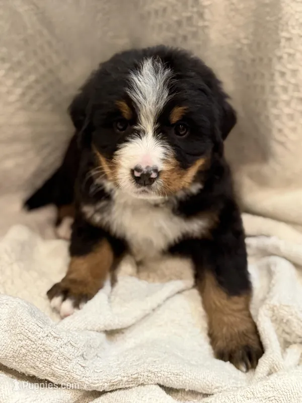 White – Bernese Mountain Dog puppy for sale in Delmont, SD