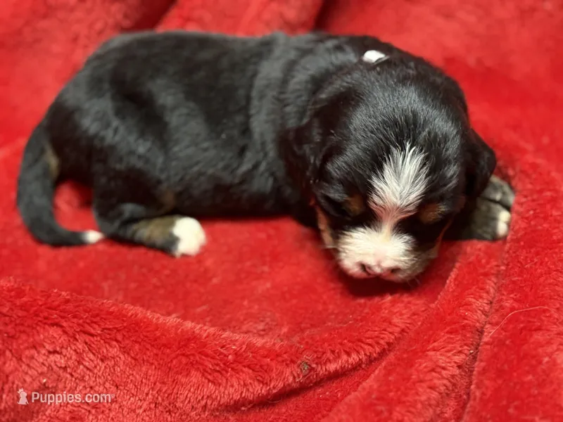 White – Bernese Mountain Dog puppy for sale in Delmont, SD