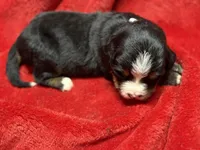 White, a female Bernese Mountain Dog for sale in Delmont, SD – Photo 1 of 2