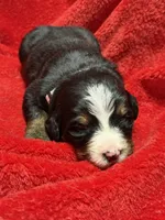 White, a female Bernese Mountain Dog for sale in Delmont, SD – Photo 2 of 2