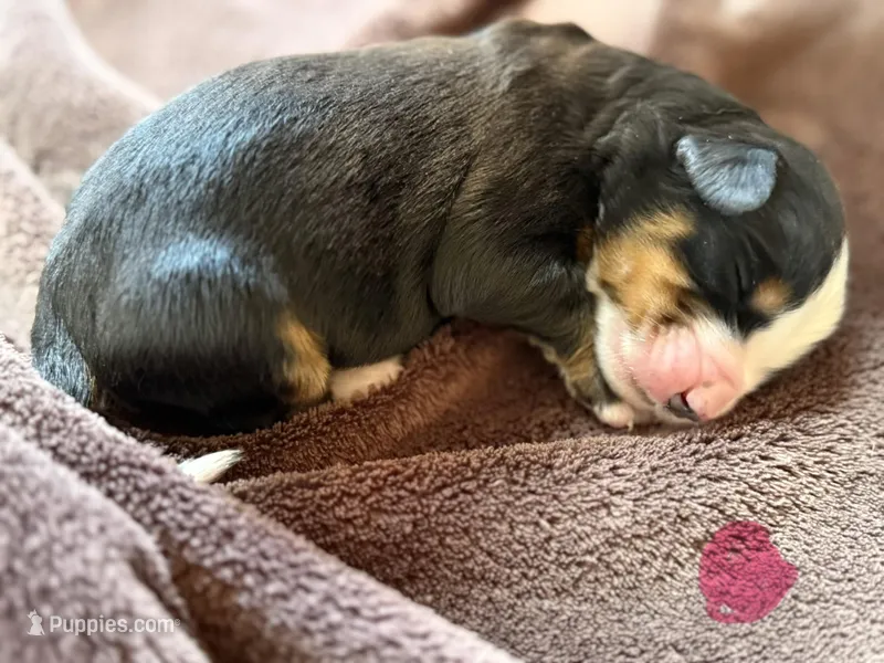Pink 5 – Bernese Mountain Dog puppy for sale in Delmont, SD