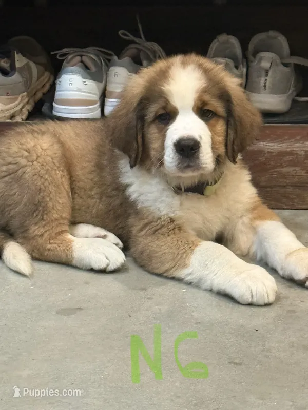 Little Neon Green – Bernese Mountain Dog, Saint Bernard puppy for sale in Delmont, SD