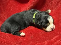 Light green, a male Bernese Mountain Dog for sale in Delmont, SD – Photo 2 of 2