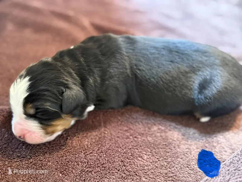 Blue 1 – Bernese Mountain Dog puppy for sale in Delmont, SD