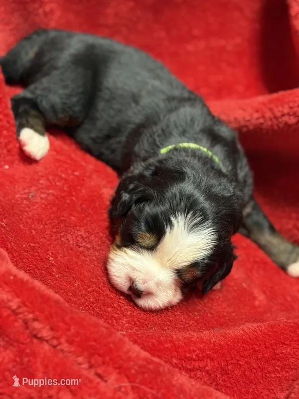 Light green – Bernese Mountain Dog puppy for sale in Delmont, SD
