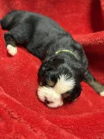 Light green, a male Bernese Mountain Dog for sale in Delmont, SD – Photo 1 of 2