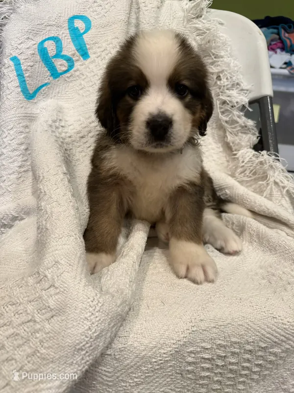 LBP – Bernese Mountain Dog, Saint Bernard puppy for sale in Delmont, SD