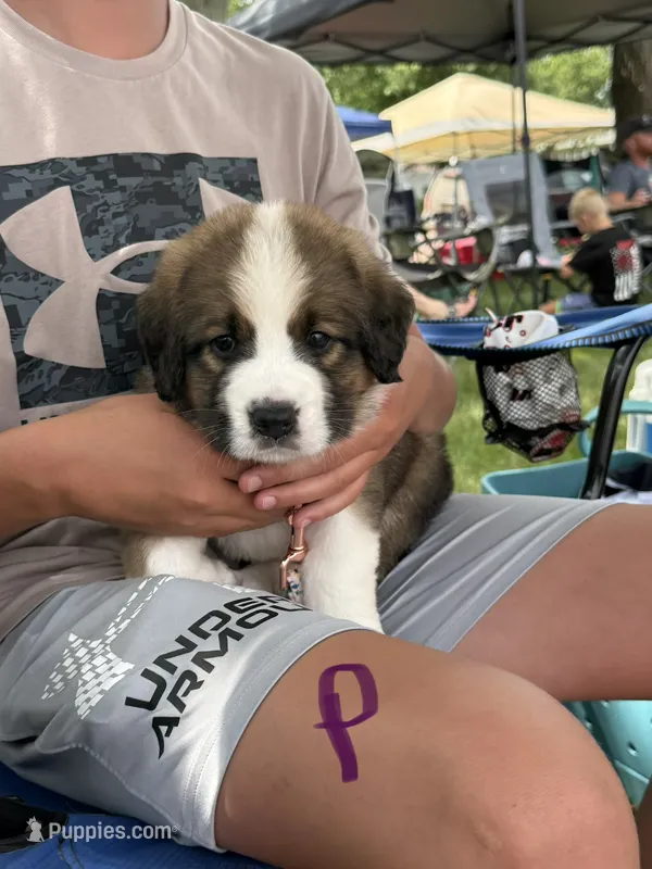 Purple – Bernese Mountain Dog, Saint Bernard puppy for sale in Delmont, SD