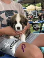 Purple, a female Bernese Mountain Dog and Saint Bernard for sale in Delmont, SD – 1 of 1