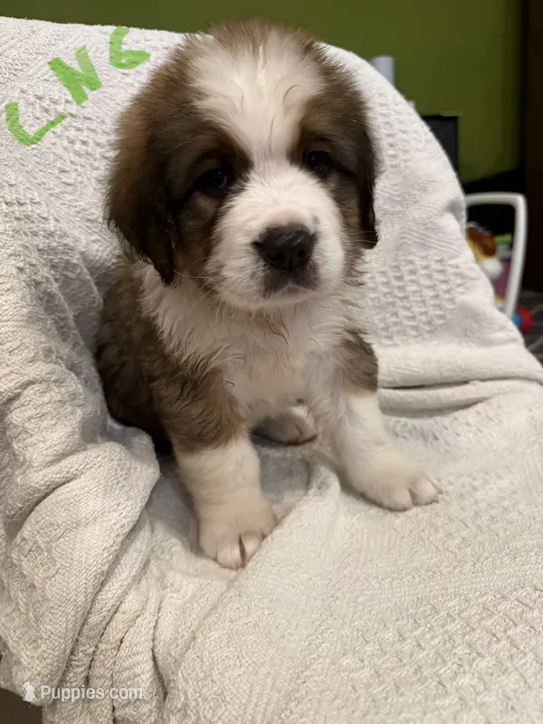 Little Neon Green – Bernese Mountain Dog, Saint Bernard puppy for sale in Delmont, SD