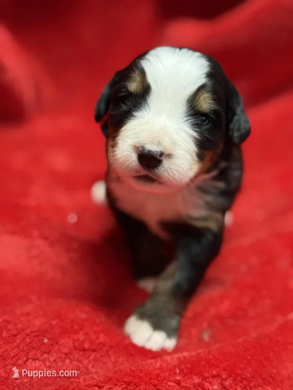 Yellow – Bernese Mountain Dog puppy for sale in Delmont, SD