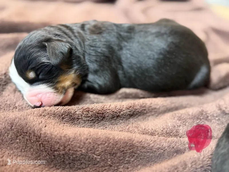 Pink 4 – Bernese Mountain Dog puppy for sale in Delmont, SD