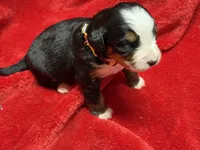 Yellow, a female Bernese Mountain Dog for sale in Delmont, SD – Photo 2 of 2