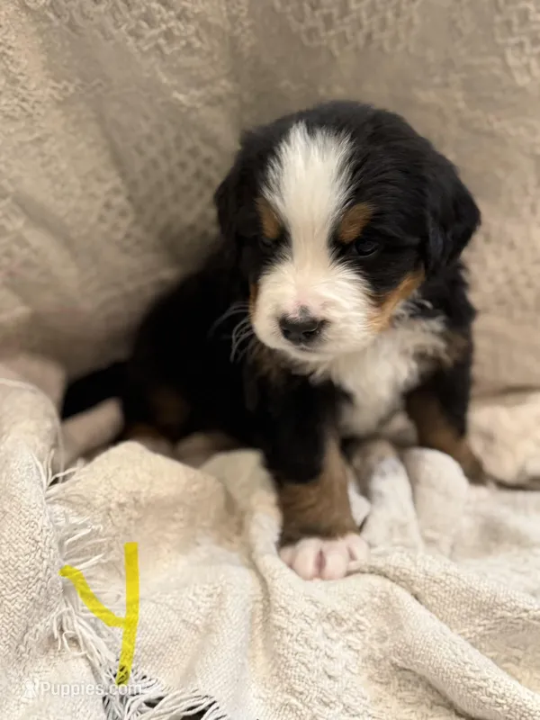 Yellow – Bernese Mountain Dog puppy for sale in Delmont, SD