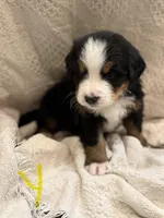 Yellow, a female Bernese Mountain Dog for sale in Delmont, SD – Photo 1 of 3
