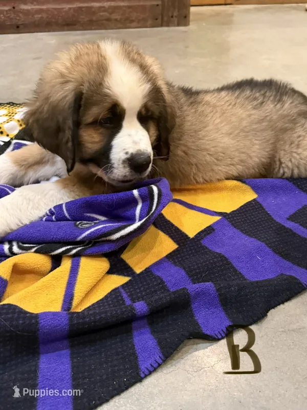 Brown – Bernese Mountain Dog, Saint Bernard puppy for sale in Delmont, SD
