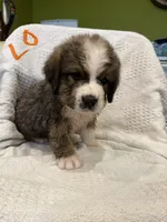 LOrange, a male Bernese Mountain Dog and Saint Bernard for sale in Delmont, SD – 1 of 1