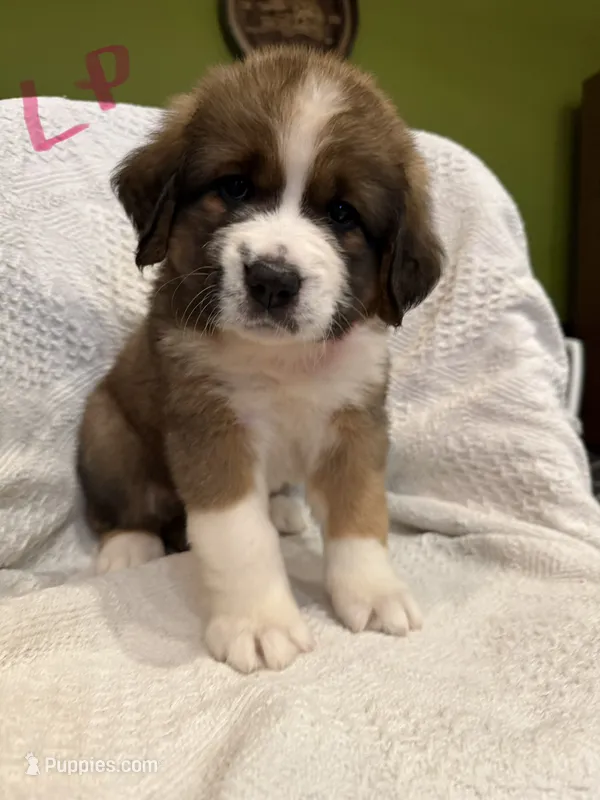 Pink – Bernese Mountain Dog, Saint Bernard puppy for sale in Delmont, SD