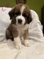 Pink, a female Bernese Mountain Dog and Saint Bernard for sale in Delmont, SD – 1 of 1