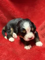 Blue , a male Bernese Mountain Dog for sale in Delmont, SD – Photo 1 of 2