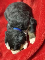 Blue , a male Bernese Mountain Dog for sale in Delmont, SD – Photo 2 of 2