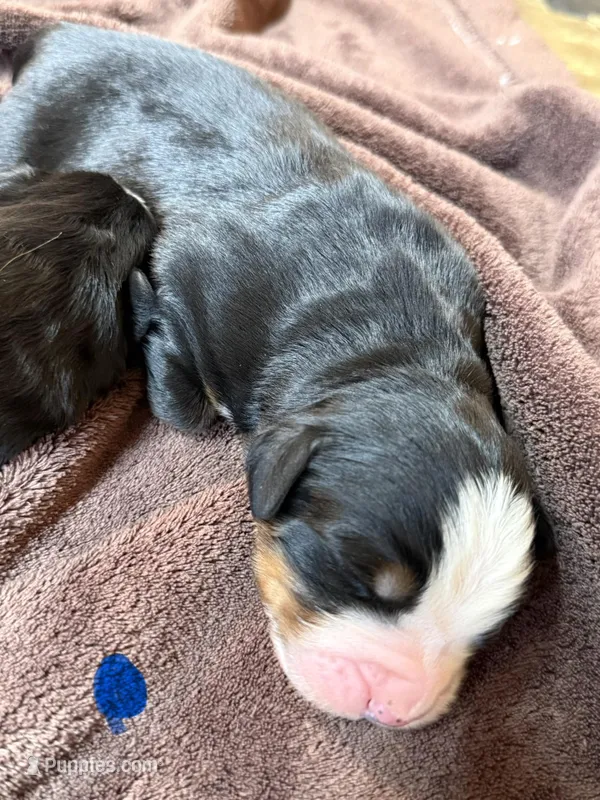 Blue 3 – Bernese Mountain Dog puppy for sale in Delmont, SD