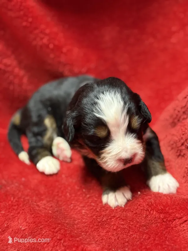Orange – Bernese Mountain Dog puppy for sale in Delmont, SD