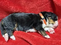Orange, a male Bernese Mountain Dog for sale in Delmont, SD – Photo 2 of 2