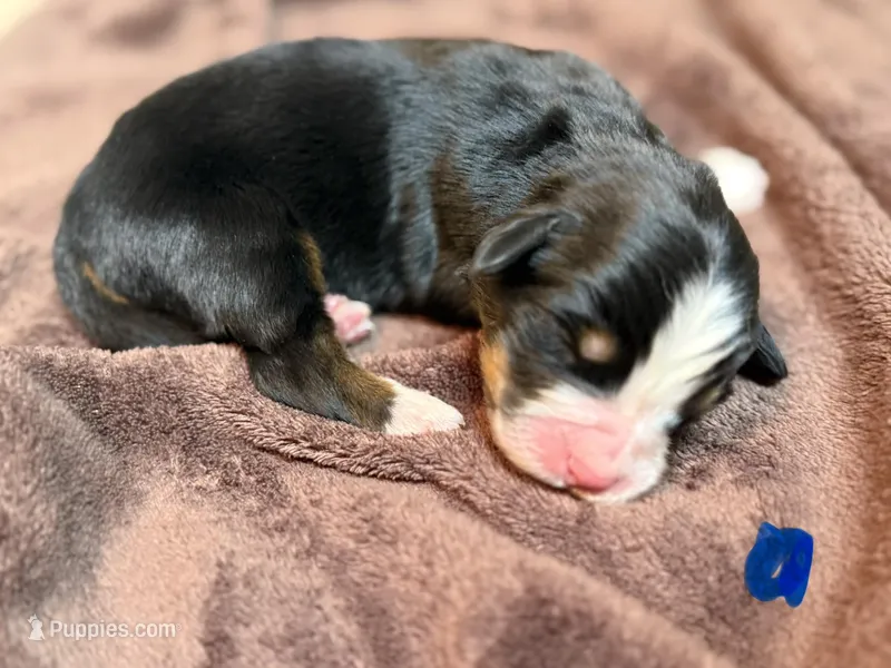 Blue 2 – Bernese Mountain Dog puppy for sale in Delmont, SD