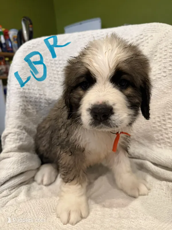 Light Blue R – Bernese Mountain Dog, Saint Bernard puppy for sale in Delmont, SD