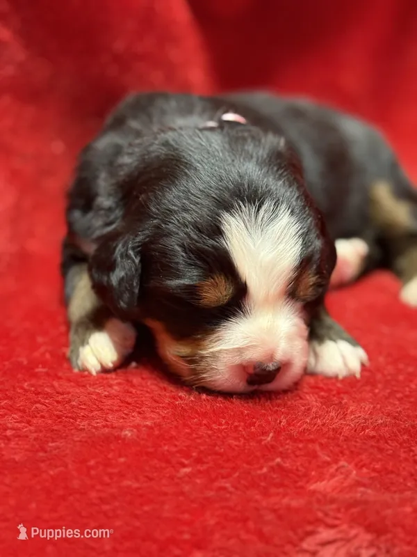 Light pink – Bernese Mountain Dog puppy for sale in Delmont, SD