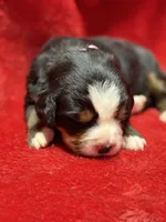 Light pink, a female Bernese Mountain Dog for sale in Delmont, SD – Photo 1 of 2