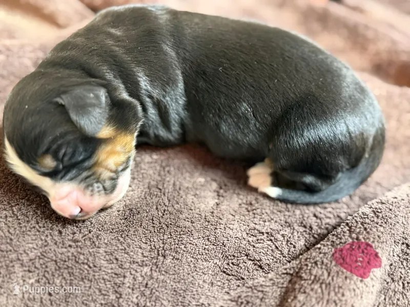 Pink 2 – Bernese Mountain Dog puppy for sale in Delmont, SD