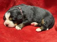 Light pink, a female Bernese Mountain Dog for sale in Delmont, SD – Photo 2 of 2