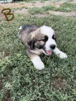 Brown, a male Bernese Mountain Dog and Saint Bernard for sale in Delmont, SD – 1 of 2